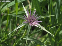 Tragopogon coelesyriacus