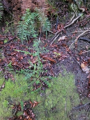 Pomaderris phylicifolia
