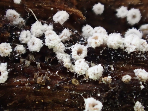 iNaturalist observation photo of Capitotricha bicolor