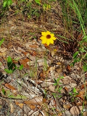 Coreopsis leavenworthii