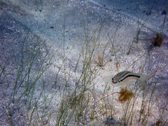 Diplectrum bivittatum