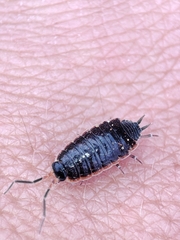 Porcellionides rufocinctus