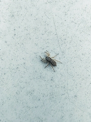 Menemerus bivittatus