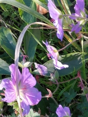 Geranium collinum