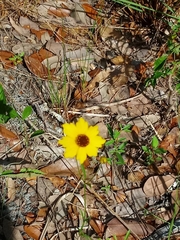 Coreopsis leavenworthii