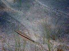 Diplectrum bivittatum