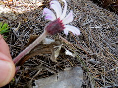 Mairia coriacea