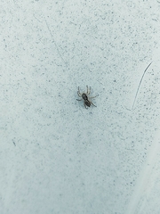 Menemerus bivittatus