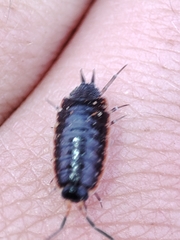 Porcellionides rufocinctus