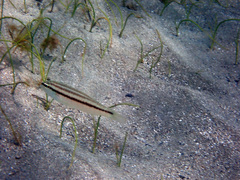 Diplectrum bivittatum