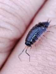 Porcellionides rufocinctus