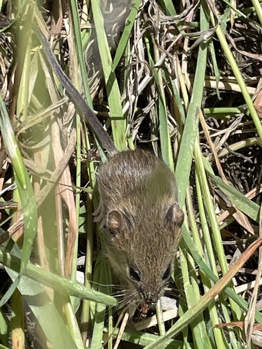 iNaturalist observation photo of Western Harvest Mouse