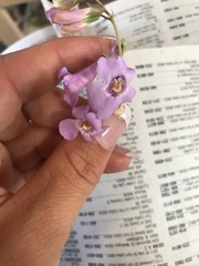 Penstemon secundiflorus