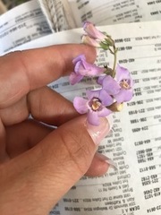 Penstemon secundiflorus