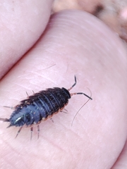 Porcellionides rufocinctus