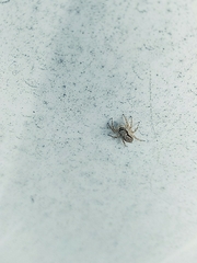 Menemerus bivittatus