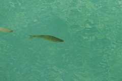 Squalius cephalus