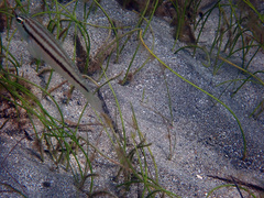 Diplectrum bivittatum