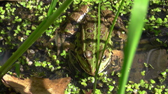 Pelophylax