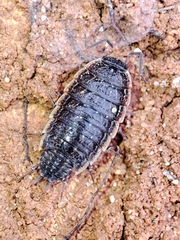 Porcellionides rufocinctus