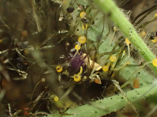 iNaturalist observation photo of Phycomyces