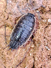 Porcellionides rufocinctus