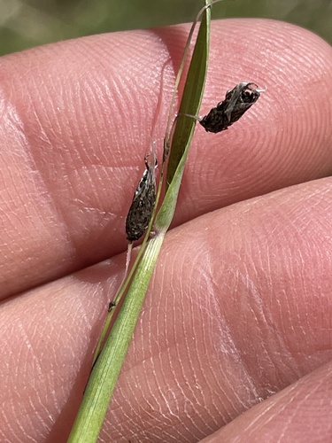 iNaturalist observation photo of semiloose smut of oats