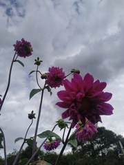 Dahlia pinnata
