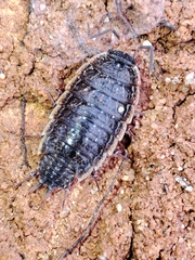 Porcellionides rufocinctus