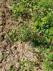 Ranunculus cassubicus