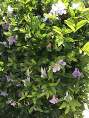 Bignonia callistegioides