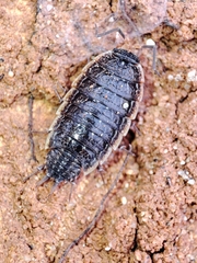 Porcellionides rufocinctus