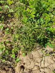 Ranunculus cassubicus