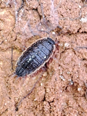 Porcellionides rufocinctus