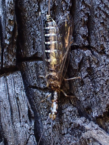 iNaturalist observation photo of American Square-headed Snakeflies