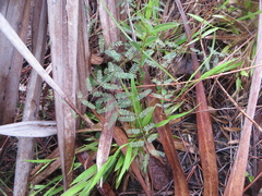 Mimosa quadrivalvis var. angustata image