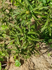 Ranunculus cassubicus