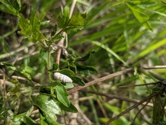 Brephulopsis