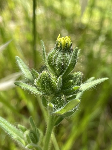 iNaturalist observation photo of grassy tarweed