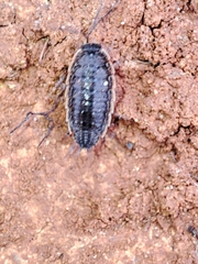 Porcellionides rufocinctus