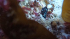 Tambja capensis