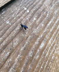 Dotocryptus bellicosus