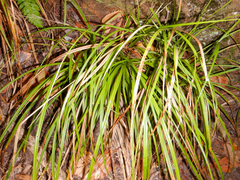 Carex lancea