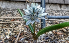 Puschkinia scilloides