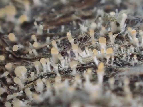 iNaturalist observation photo of Emericellopsis fimetaria