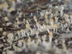 Stilbella fimetaria