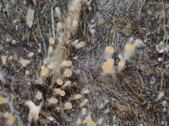 Stilbella fimetaria