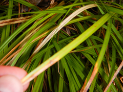 Carex lancea