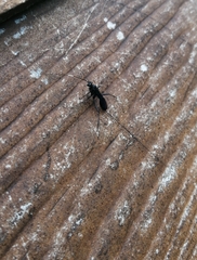 Dotocryptus bellicosus