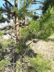 Pinus sylvestris